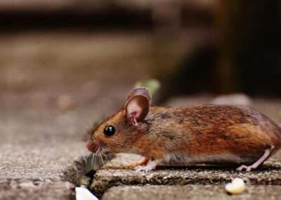Mus løber over terrasse